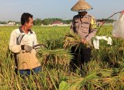 Babhinkamtibmas Polsek Langsa Turun ke Sawah Bantu Warga Panen Padi