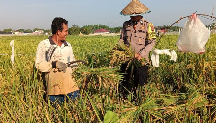 Babhinkamtibmas Polsek Langsa Turun ke Sawah Bantu Warga Panen Padi