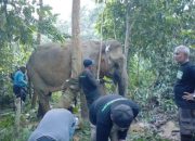 Seekor Gajah Ditemukan Terluka di Aceh Timur