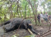 Satu Individu Gajah Mati di Nagan Raya