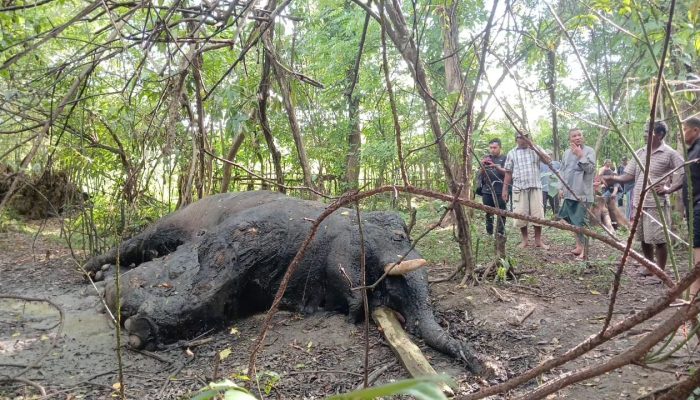 Satu Individu Gajah Mati di Nagan Raya
