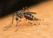 Penyebaran Nyamuk Wolbachia VS Vaksin, Mana yang Lebih Ampuh Atasi DBD?