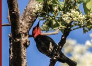 Ini Persebaran Flora dan Fauna di Indonesia, Terbagi Jadi Tiga Bagian