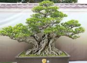 Rahasia Cara Mudah Buat Akar Gantung Pada Bonsai Beringin Kimeng Bisa Dikerjakan Sendiri