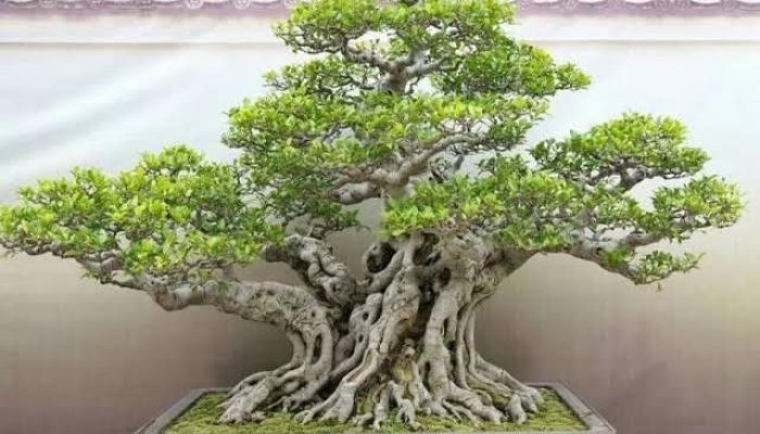 Rahasia Cara Mudah Buat Akar Gantung Pada Bonsai Beringin Kimeng Bisa Dikerjakan Sendiri