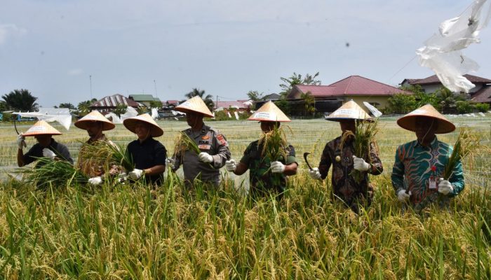 Pj. Walikota Langsa Panen Perdana Padi Program Ketahanan Pangan 