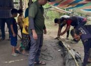 Buaya Sepanjang 3 Meter Ditangkap Warga di Aceh Tamiang, Dibawa BKSDA ke Langsa