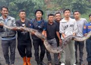 Petugas Damkar Tangkap Ular Piton Pemangsa Ayam di Bener Meriah