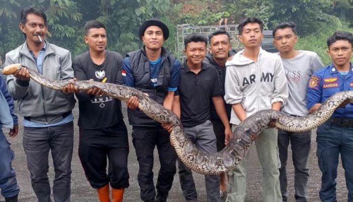 Petugas Damkar Tangkap Ular Piton Pemangsa Ayam di Bener Meriah