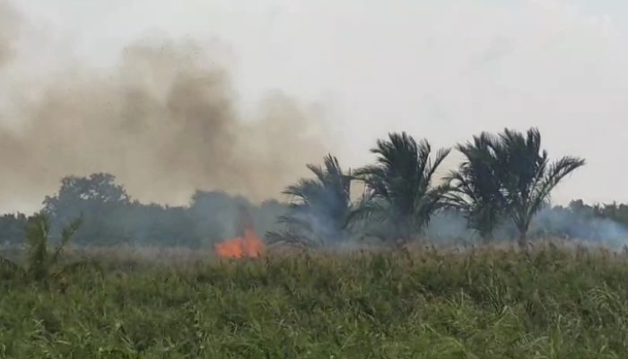Anggota Polsek Julok Bersama Damkar dan Anggota Koramil Padamkan Lahan Warga Yang Terbakar