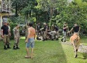 Pemilik Hadang Satpol PP Saat Penertiban Ternak di Aceh Jaya