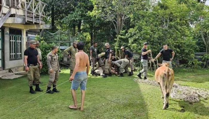Pemilik Hadang Satpol PP Saat Penertiban Ternak di Aceh Jaya