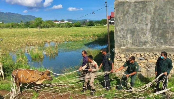 Pemilik Tak Juga Jera, Dua Ternak Sapi Warga Kembali Diamankan Satpol PP dan WH Aceh Besar