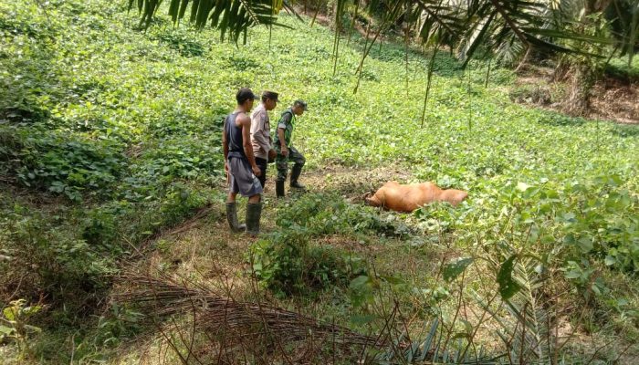 Seekor Sapi Milik Warga Banda Alam Aceh Timur Mati, Diduga Dimangsa Harimau
