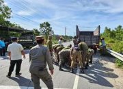 Satpol PP Aceh Jaya Jaring 60 Ekor Ternak yang Berkeliaran