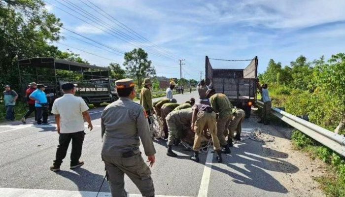 Satpol PP Aceh Jaya Jaring 60 Ekor Ternak yang Berkeliaran