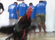 Disergap Petugas, Pelaku Judi Sabung Ayam di Aceh Besar Lari Kocar-kacir, 3 Orang Berhasil Diamankan