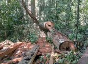Pembalakan Liar Menggunduli Hutan Babahrot, WALHI Desak Tindakan Tegas APH