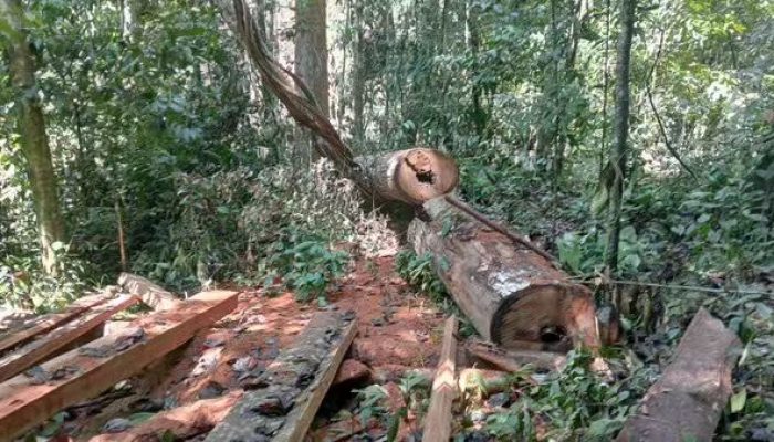 Pembalakan Liar Menggunduli Hutan Babahrot, WALHI Desak Tindakan Tegas APH