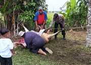 Bhabinkamtibmas Polsek Langsa dan Warga Gampong Sembelih Hewan Qurban di Hari Raya Idul Adha