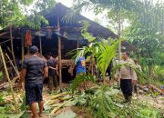 Kawanan Gajah Liar Masuk Pemukiman, Rusak Rumah dan Kebun Warga Peunaron, Aceh Timur