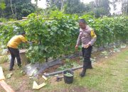 Bhabinkamtibmas Polsek Manyak Payed Sambangi Petani Timun di Desa Alue Sentang