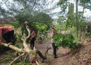 Bhabinkamtibmas Polsek Langsa Barat Bantu Evakuasi Pohon Tumbang