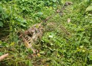 Seekor Sapi Milik Warga Indra Makmur, Aceh Timur Diduga Dimangsa Harimau