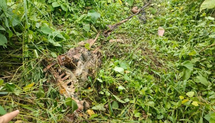 Seekor Sapi Milik Warga Indra Makmur, Aceh Timur Diduga Dimangsa Harimau