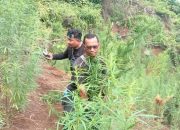 Polisi Temukan Ladang Ganja Seluas 5 Hektare di Aceh Utara