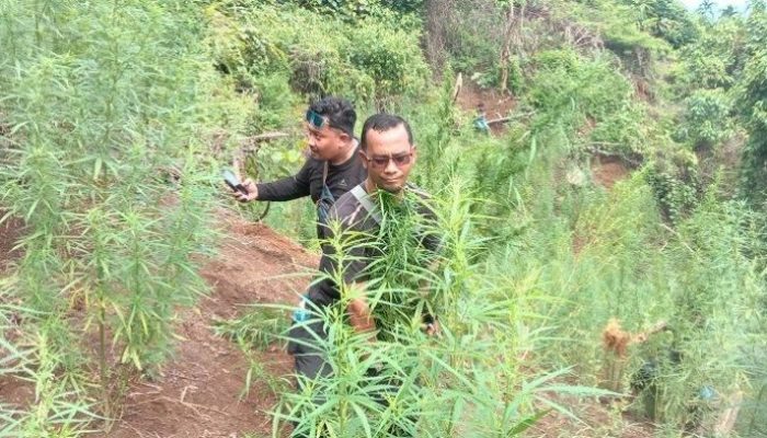 Polisi Temukan Ladang Ganja Seluas 5 Hektare di Aceh Utara