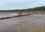 Banjir di Aceh Tamiang Rusak 110 Hektare Sawah, Persemaian Bibit Padi Terendam