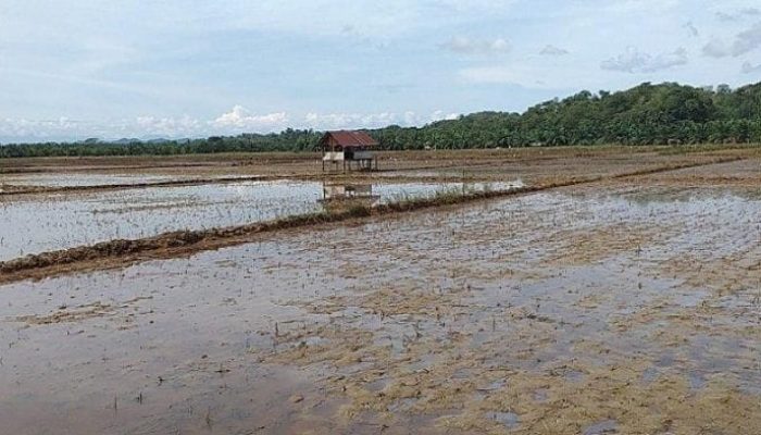 Banjir di Aceh Tamiang Rusak 110 Hektare Sawah, Persemaian Bibit Padi Terendam