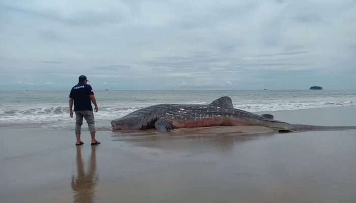 Hiu Tutur 5 Meter Terdampar, Upaya Penyelamatan Gagal