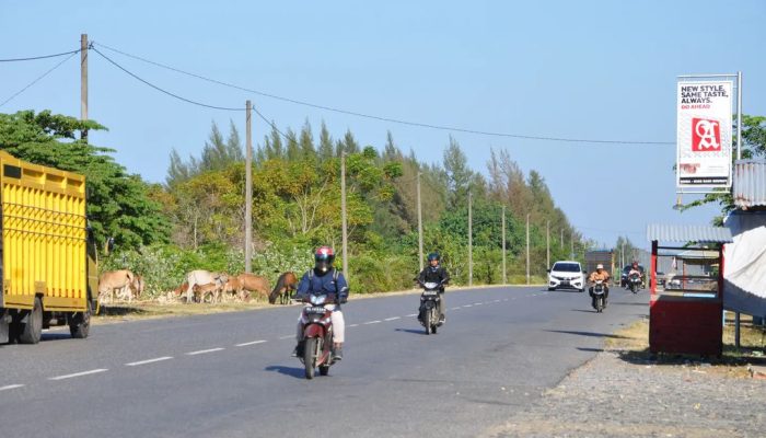 Polda Aceh Minta Pemda Perketat Pengawasan Hewan Ternak di Jalan Raya