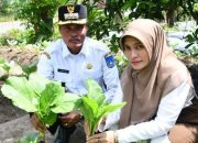 Pj Wali Kota dan TP PKK Kota Langsa Tinjau Pekarangan Pangan Lestari di Sejumlah Gampong