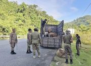 Satpol PP Aceh Jaya Tertibkan 23 Ekor Hewan Ternak di Jalan Raya