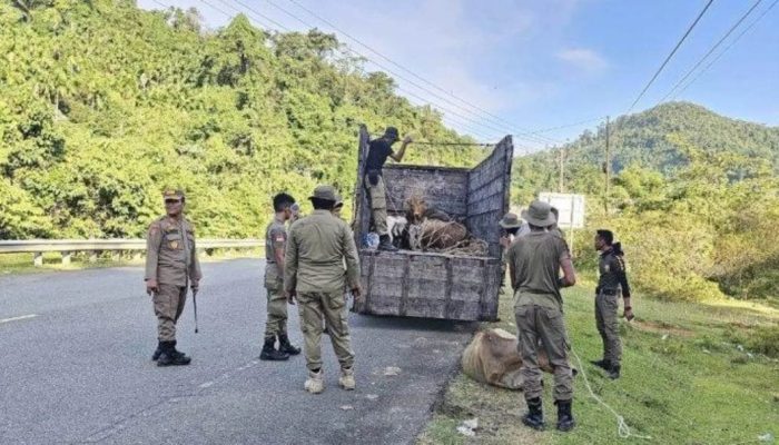 Satpol PP Aceh Jaya Tertibkan 23 Ekor Hewan Ternak di Jalan Raya