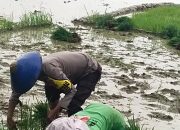 Bhabinkamtibmas Polsek Manyak Payed Galakkan Ketahanan Pangan Menjelang Pilkada 2024