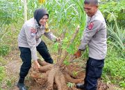 Sinergi Ketahanan Pangan dan Kamtibmas: Kanit Binmas Polsek Langsa Barat Kelola Lahan Pemerintah Jadi Teladan Petani