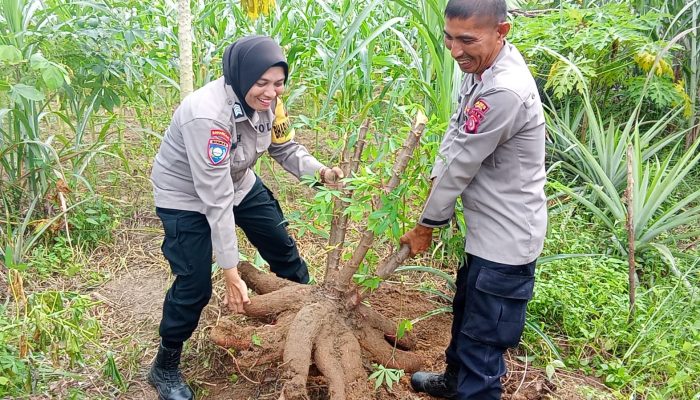 Sinergi Ketahanan Pangan dan Kamtibmas: Kanit Binmas Polsek Langsa Barat Kelola Lahan Pemerintah Jadi Teladan Petani