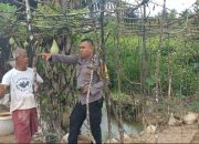 Bhabinkamtibmas Polsek Rantau Selamat Jelang Pilkada 2024: Tingkatkan Ketahanan Pangan dan Keamanan Masyarakat