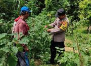 Dukung Ketahanan Pangan, Bhabinkamtibmas Polsek Rantau Selamat Sambangi Petani Terong di Aceh Timur