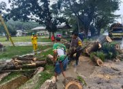Bhabinkamtibmas Polsek Langsa Timur Sigap Bantu Evakuasi Pohon Tumbang di Tengah Badai