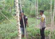 Bhabinkamtibmas Polsek Rantau Selamat Sambangi Kebun Warga untuk Dukung Ketahanan Pangan