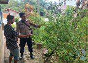 Bhabinkamtibmas Polsek Rantau Selamat Dorong Ketahanan Pangan di Desa Sarah Teubee
