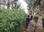 Bhabinkamtibmas Polsek Sungai Raya Dorong Pemanfaatan Pekarangan untuk Ketahanan Pangan