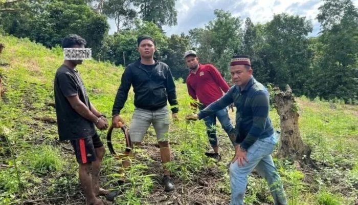 Polres Aceh Besar temukan ladang ganja di Lamteuba, tangkap terduga pemilik