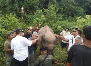 Awalnya Dikira Ingin Merusak, Gajah Ini Ternyata Minta Tolong Diobati