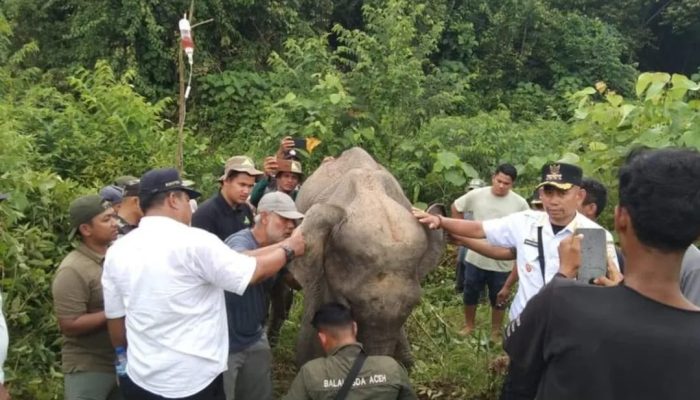 Awalnya Dikira Ingin Merusak, Gajah Ini Ternyata Minta Tolong Diobati